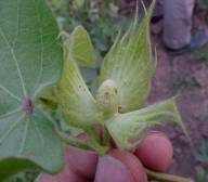 Crop Protection Cotton